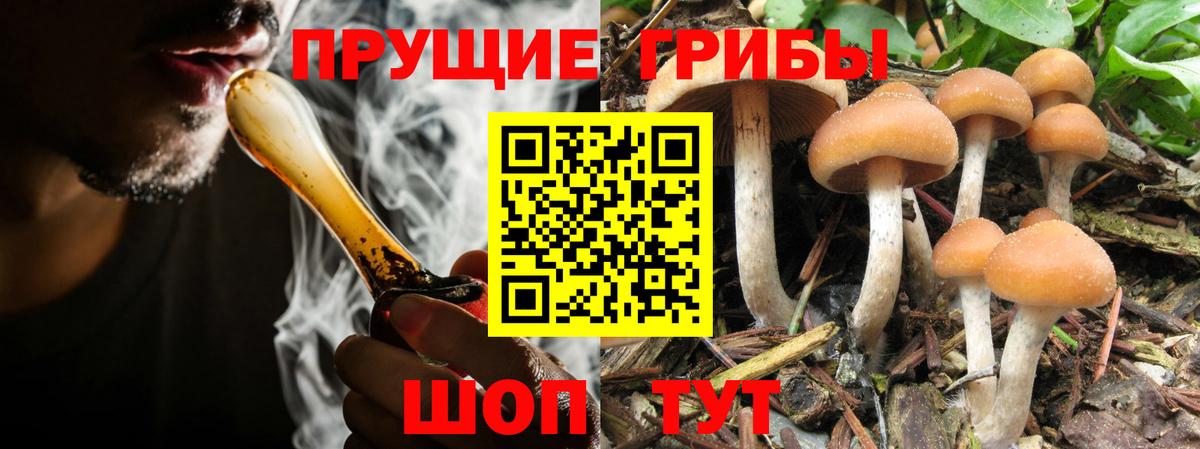 Новоалександровск  Галлюциногенные грибы GOLDEN TEACHER  Вход с VPN  Псилоцибиновые грибы Psilocybe 
